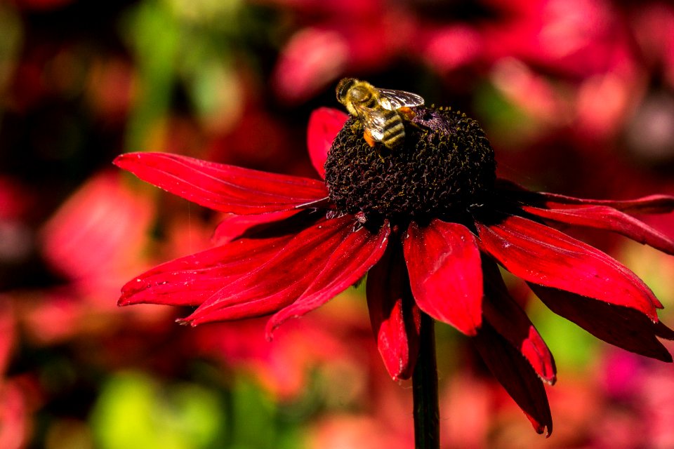 Queen elizabeth park, Vancouver, Canada photo