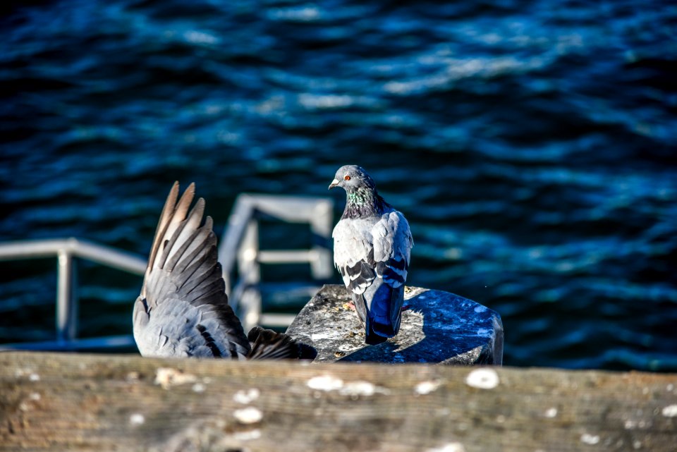 Ocean, Sea, Wildlife