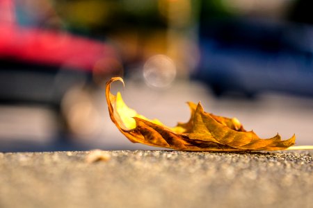brown leaf on concrete pavement photo