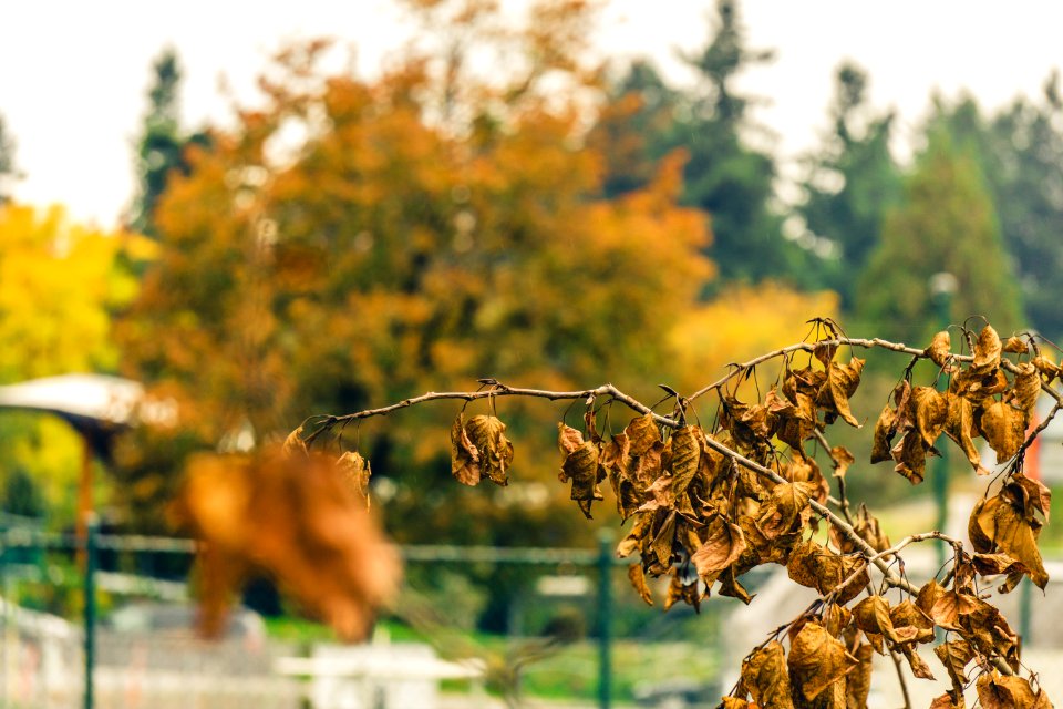 Fall, Autumn, Leaf