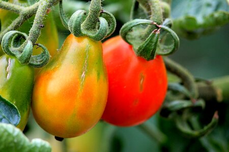 Food fresh healthy