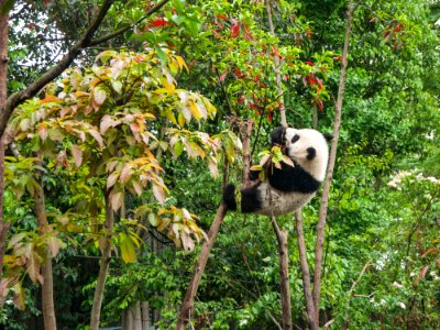 panda climbing on tree during daytime photo