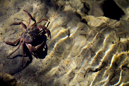 Swim, Water, Crab