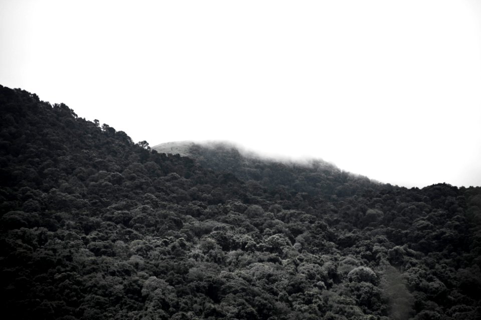 Forest, Mist, Trees
