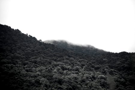 Forest, Mist, Trees