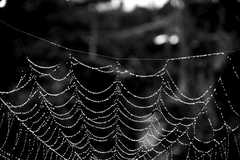 Black, White, Spiderweb