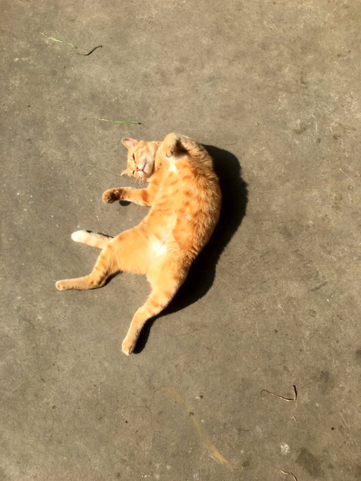 Cat, Orange cat