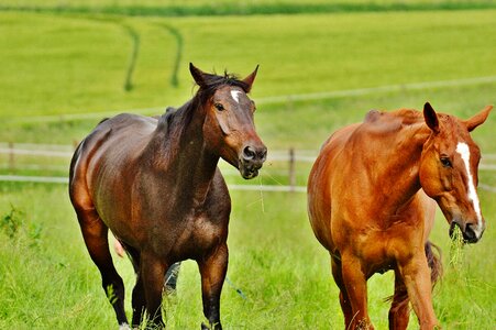 Stallion eat paddock