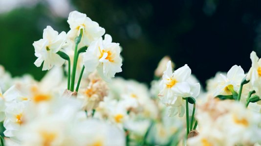 University of kentucky arboretum, Lexington, Flowers photo