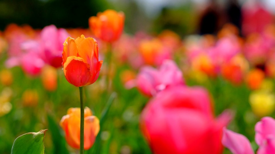 University of kentucky arboretum, Lexington, United states photo