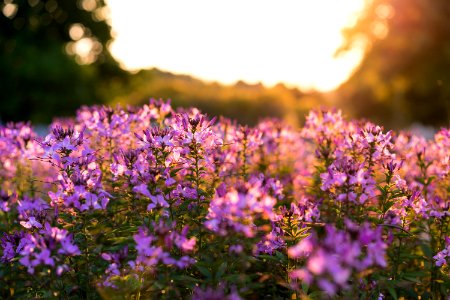 purple petaled flowers selective focus photography photo