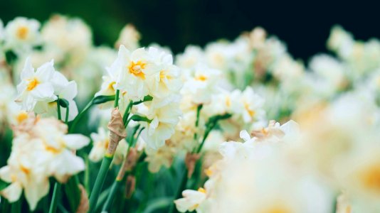 University of kentucky arboretum, White, Springtime