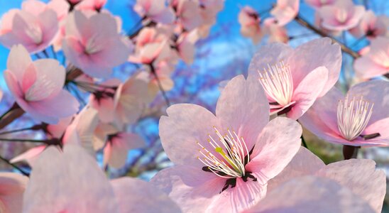 Flower pink flower blossom