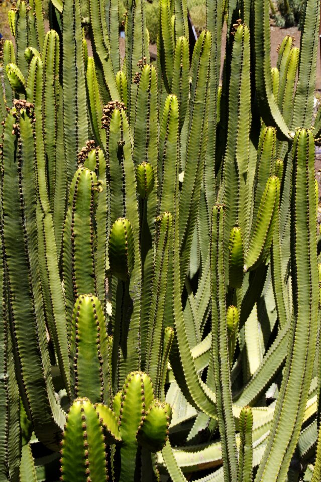 Euphorbia canariensis canarian spurge similar to cacti