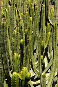 Euphorbia canariensis canarian spurge similar to cacti photo