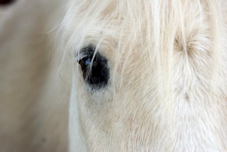 white horse's right eye photo