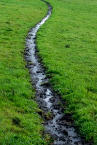 Grass, River, Water