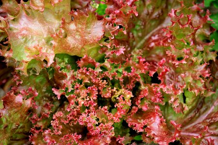 Lettuce leaves garden fresh