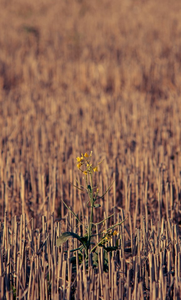 Sweden, Yellow, Fall