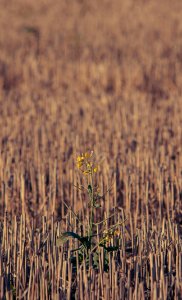 Sweden, Yellow, Fall