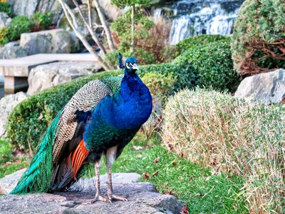 Peafowl peacock wildlife