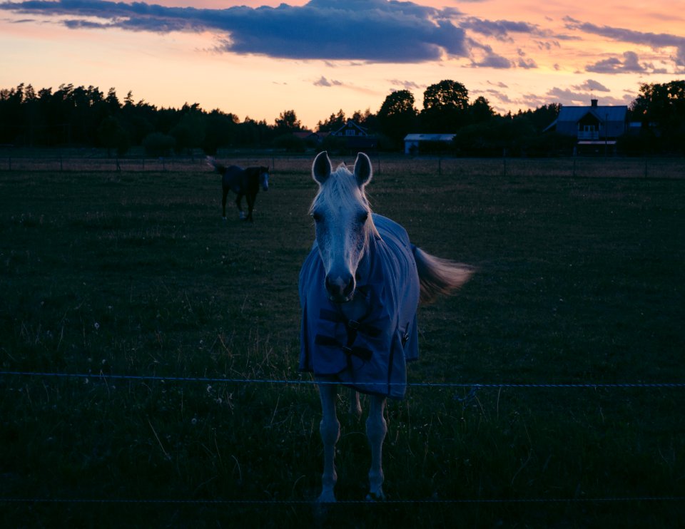 Light, Sunset, Sweden