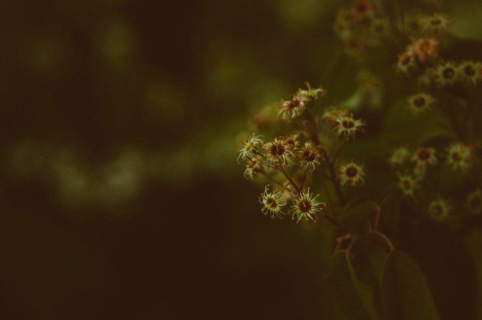 selective focus photo of yellow flowers