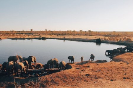 herd of elephant drinking water from lake photo