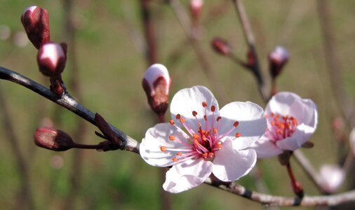 Tree plum spring photo