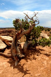 Trees, Desert, White rim rd photo