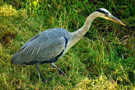 Water bird ardeidae long-legged