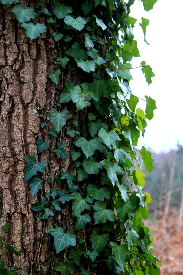 Three parts, Ivy, Trunc
