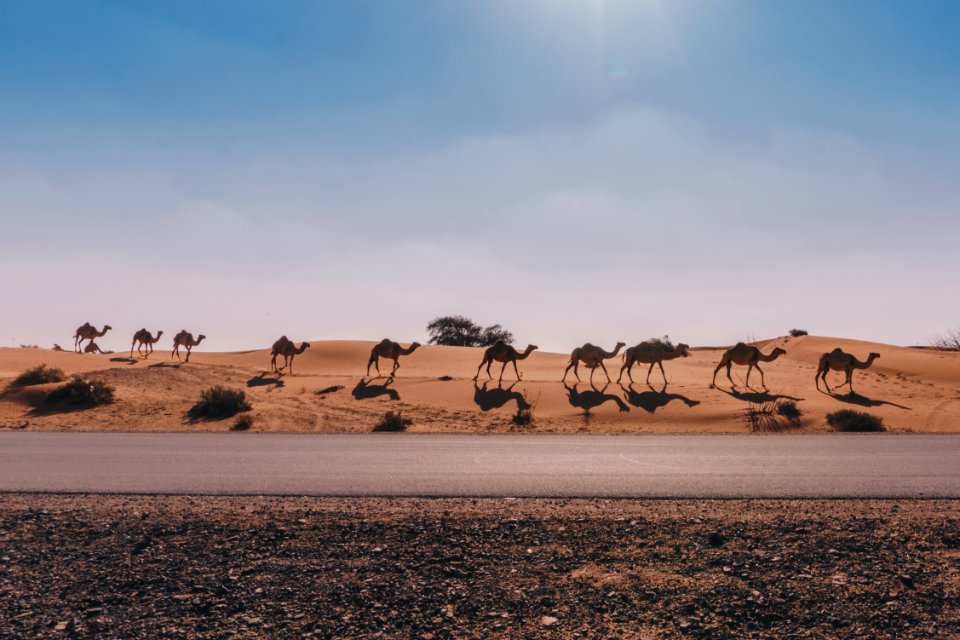 camel walking on the desert