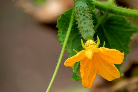 Bloom yellow garden