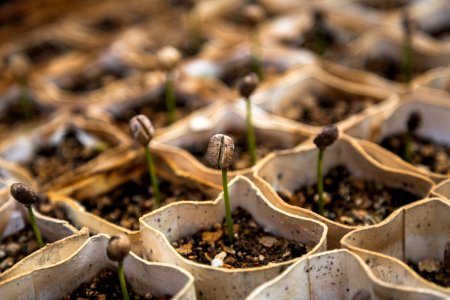 row of bean sprout photo