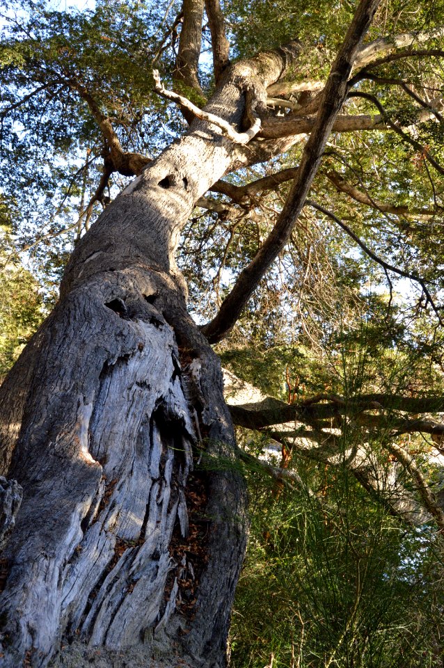 Bariloche, Argentina, Tree
