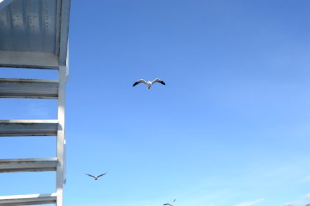 Bariloche, Argentina, Seagull