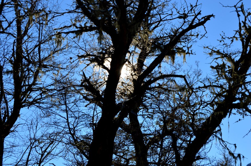 Bariloche, Argentina, Forest