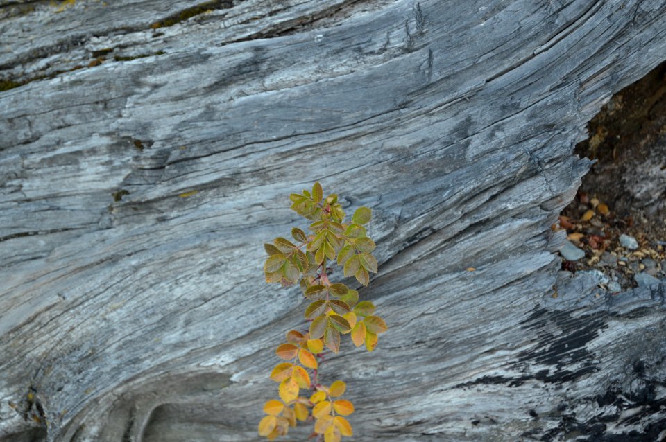 Bariloche, Argentina, Trees