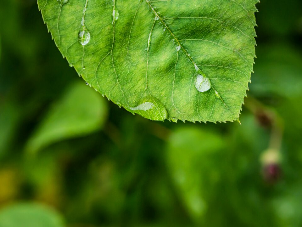 Rain dew green