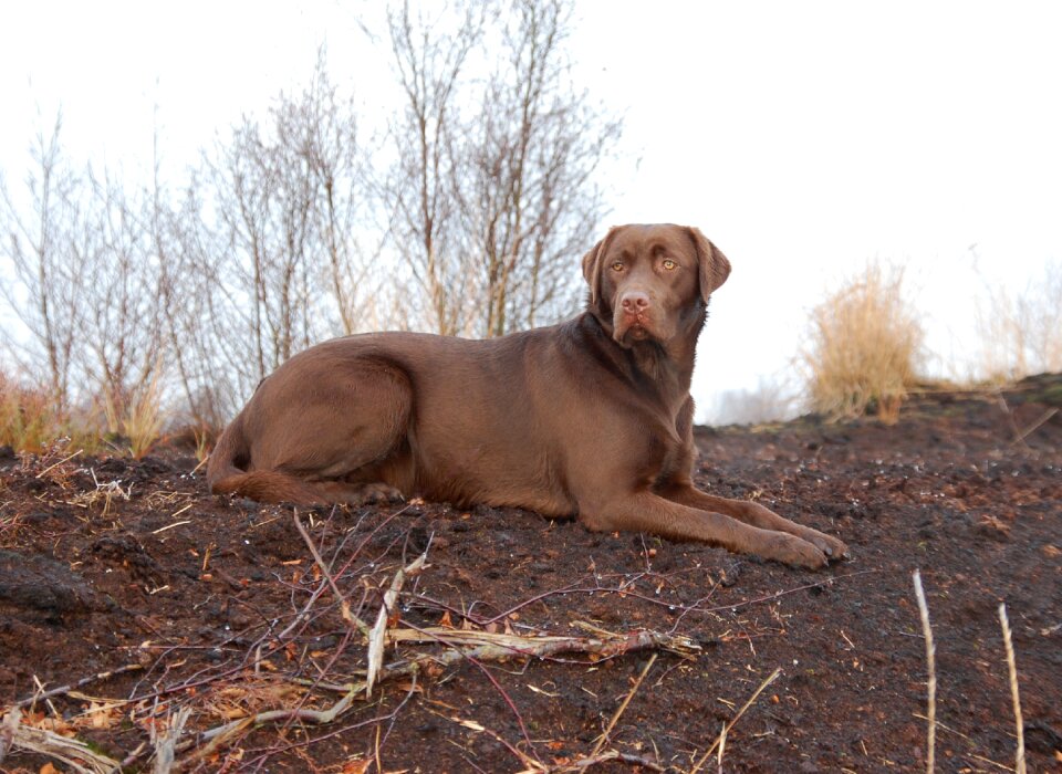 Hunting dog dog training concerns