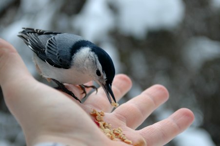 Winter, Bird, Hold