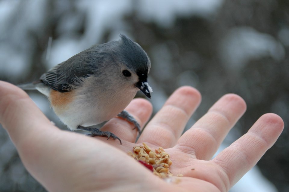 Holding bird, Feed, Bird