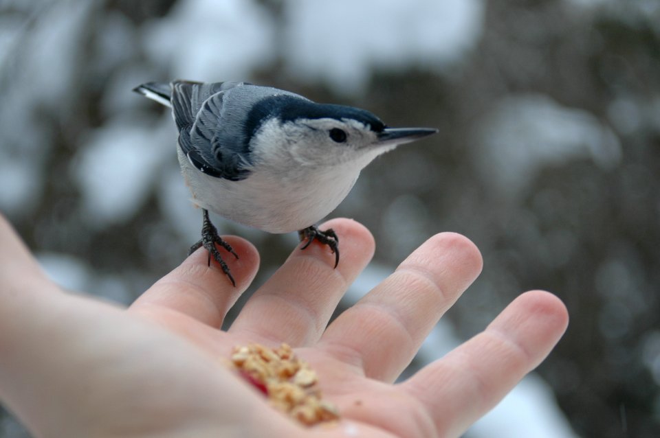 Bird photo