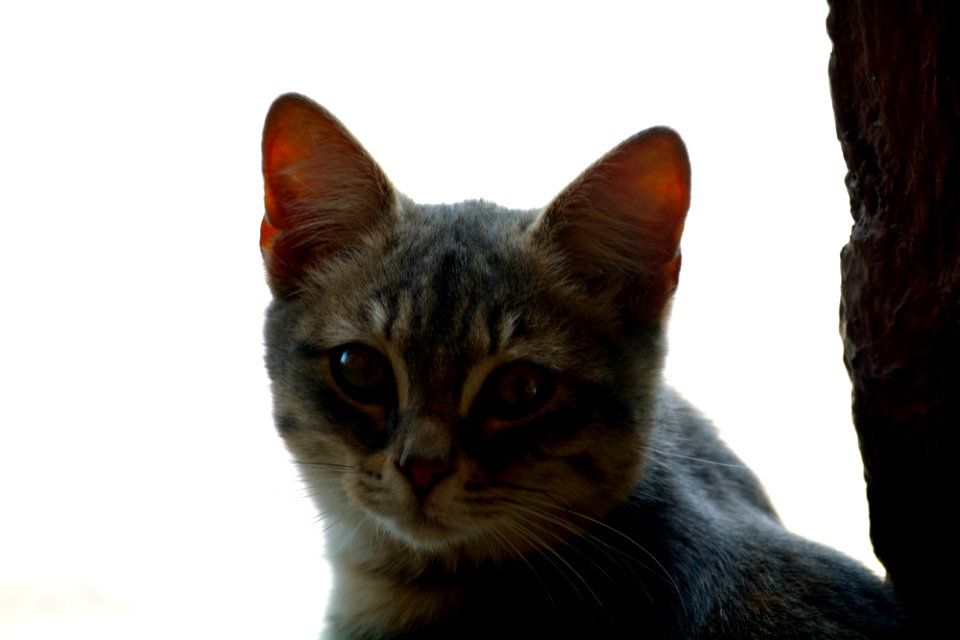 Pets, Cat, Pet photography