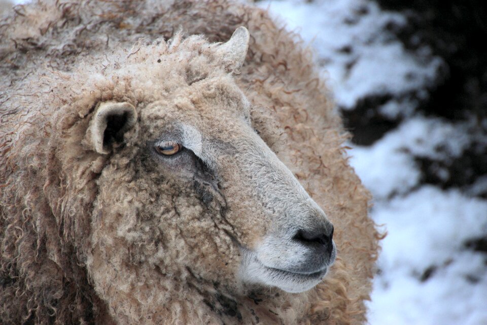 Nature wool livestock