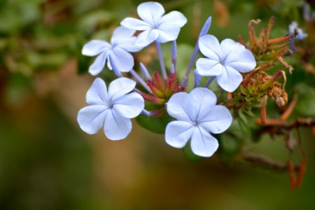 Click images kenya, 254, Flowers