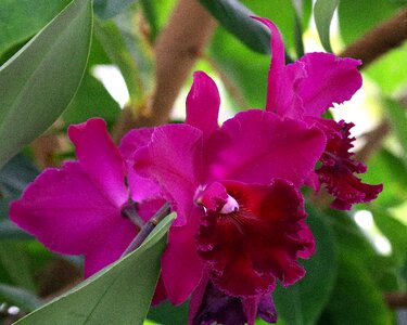 Purple nature plant