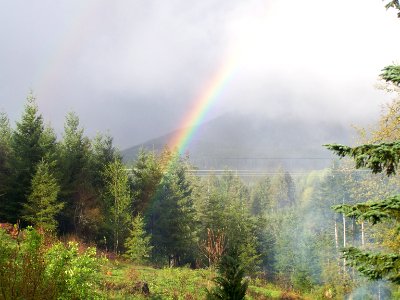 Forest, Northwest, Smoke photo