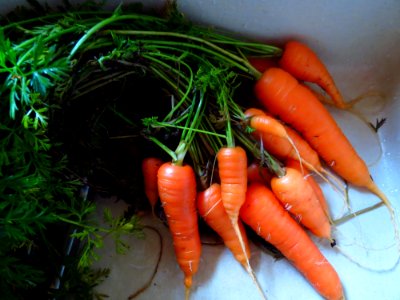 Garden, Carrots, Green